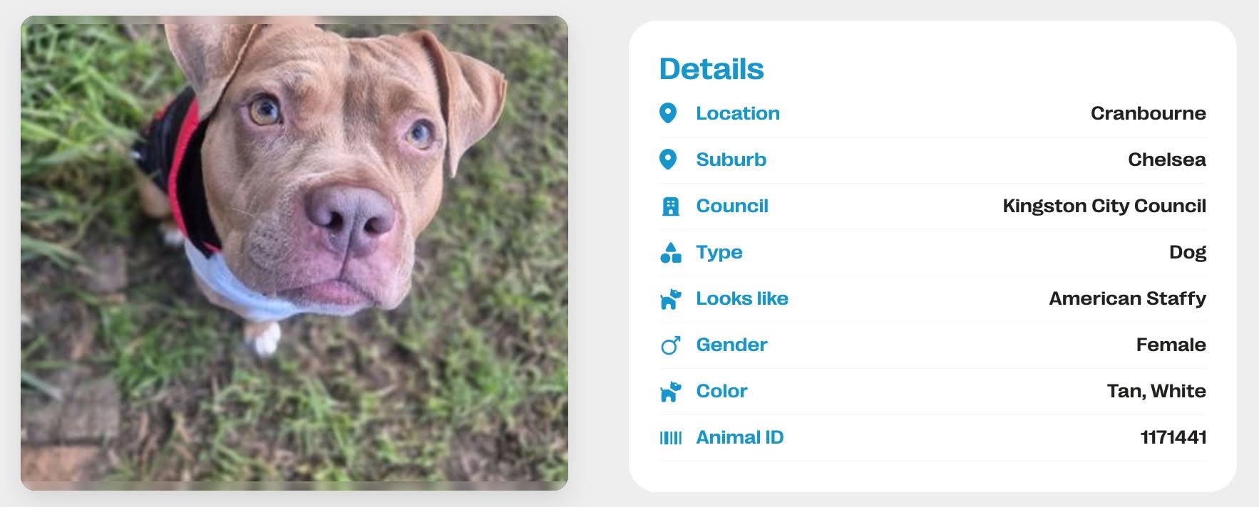 Found dog