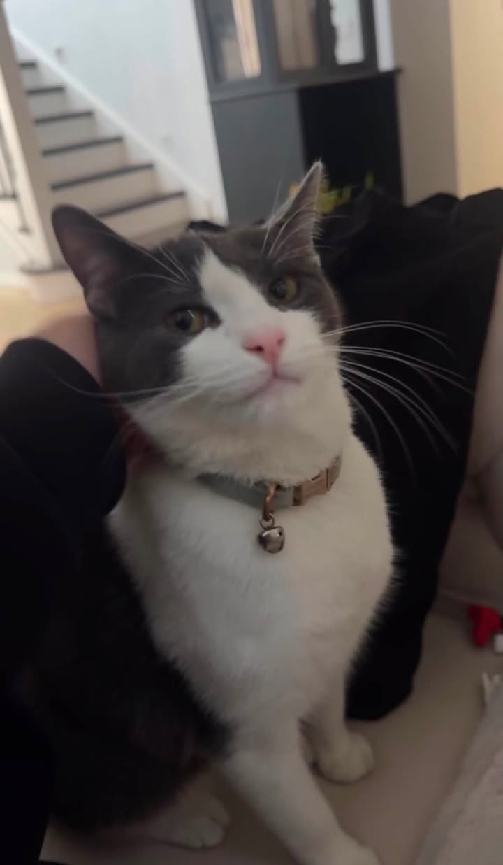 Lost Cat in Melbourne