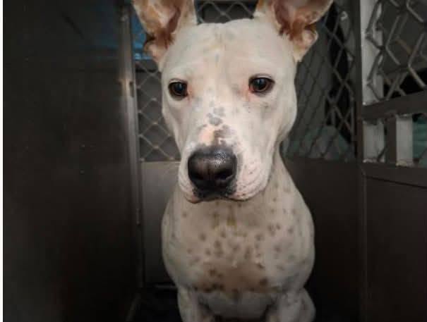 Found dog