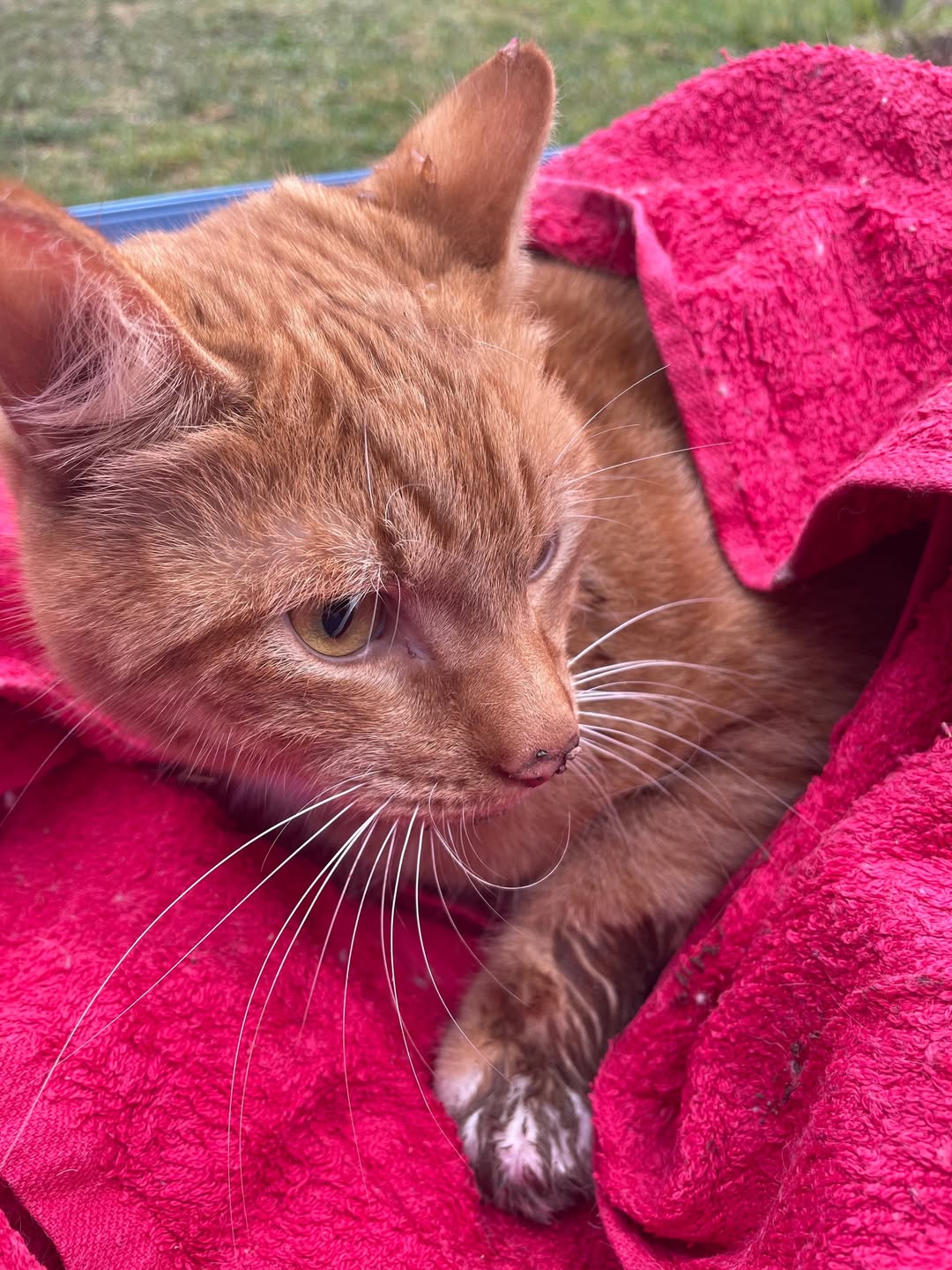 Found cat