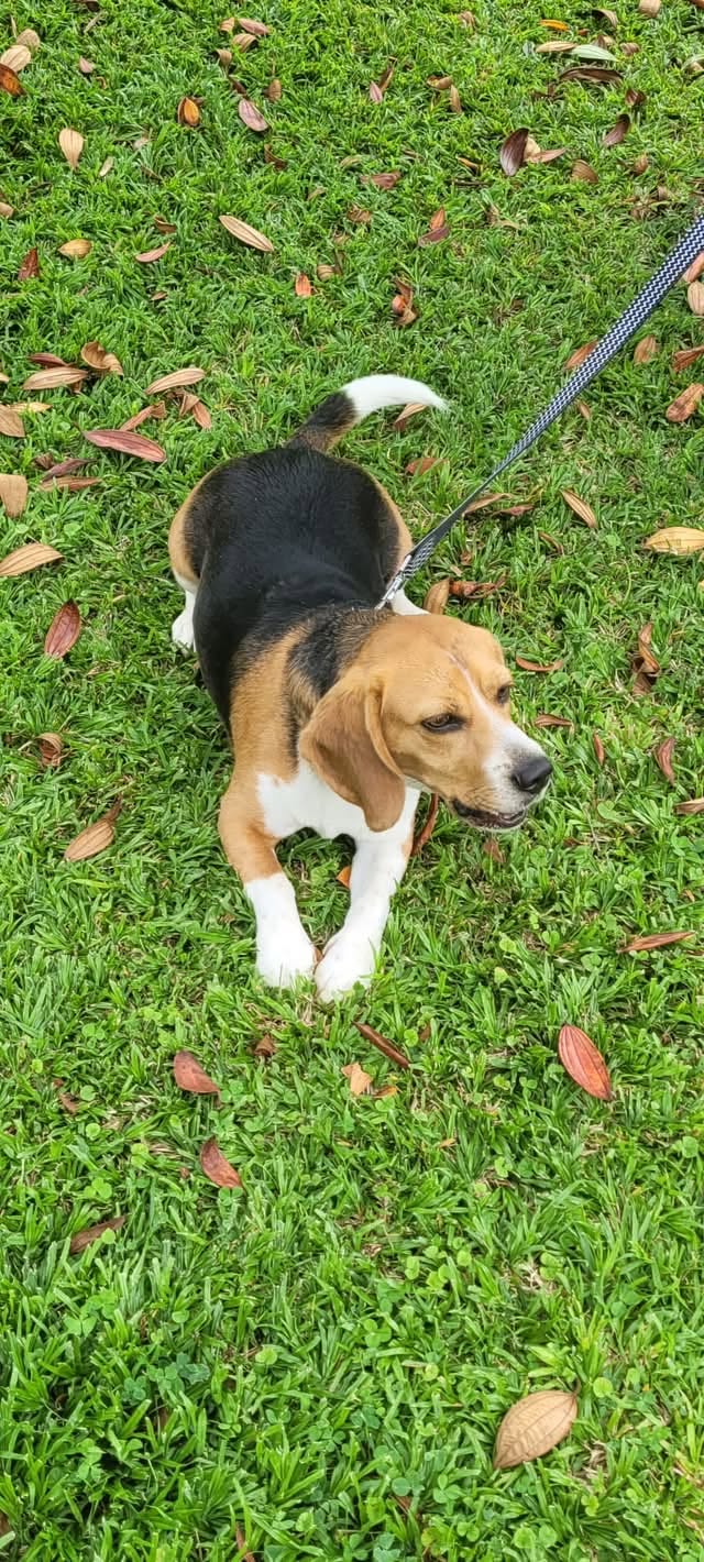 Lost Dog in Melbourne