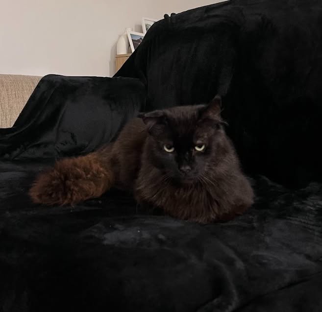 Lost Cat in Keysborough