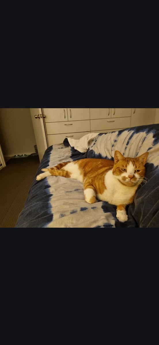 Lost Cat in Cranbourne North