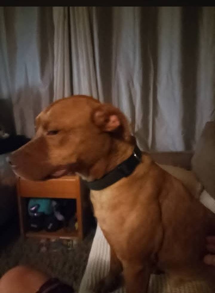 Lost Dog in Melbourne