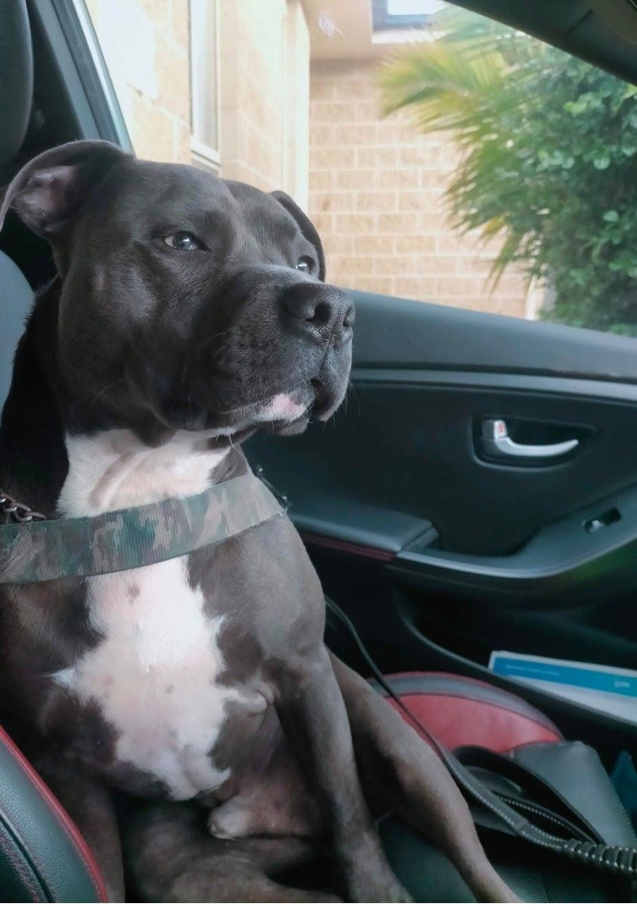 Lost Dog in Melbourne