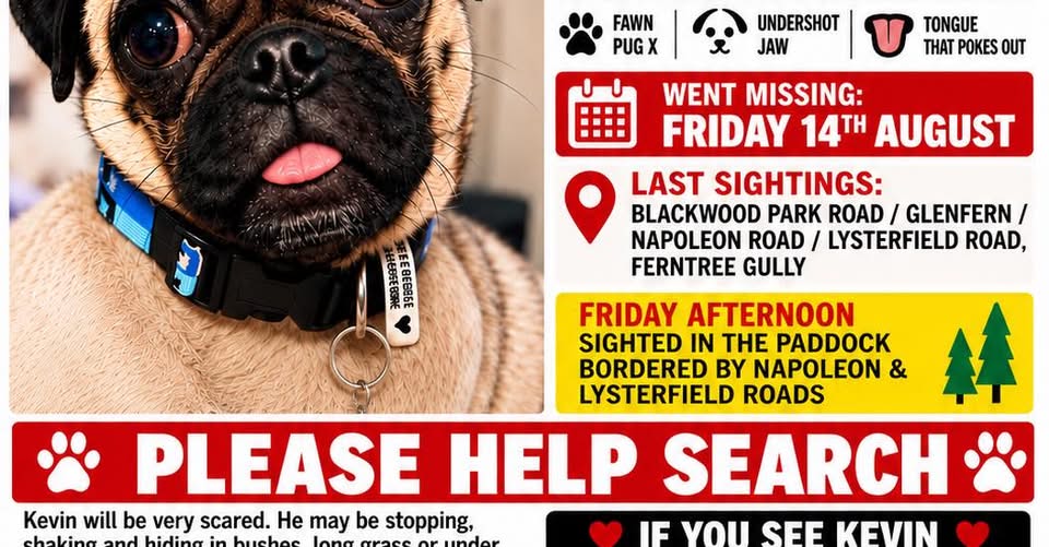 Lost Dog in Melbourne