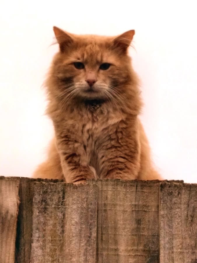 Found cat