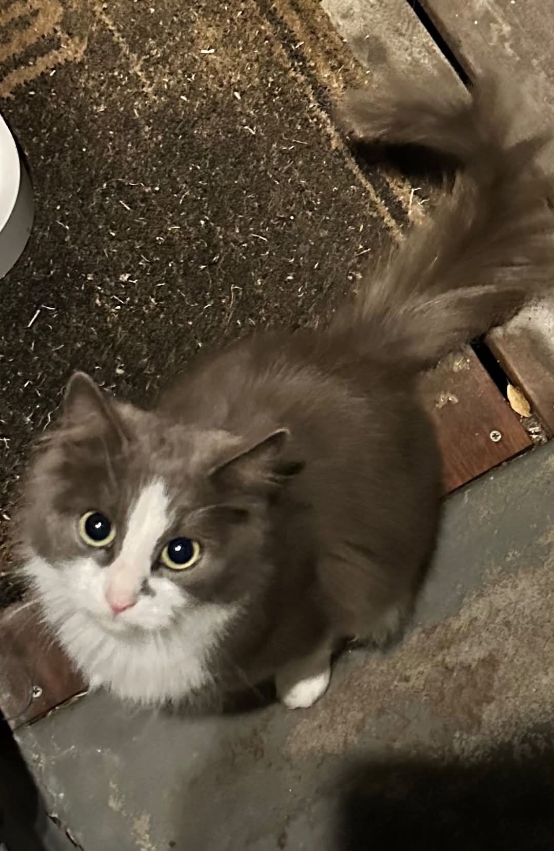 Lost Cat in Melbourne