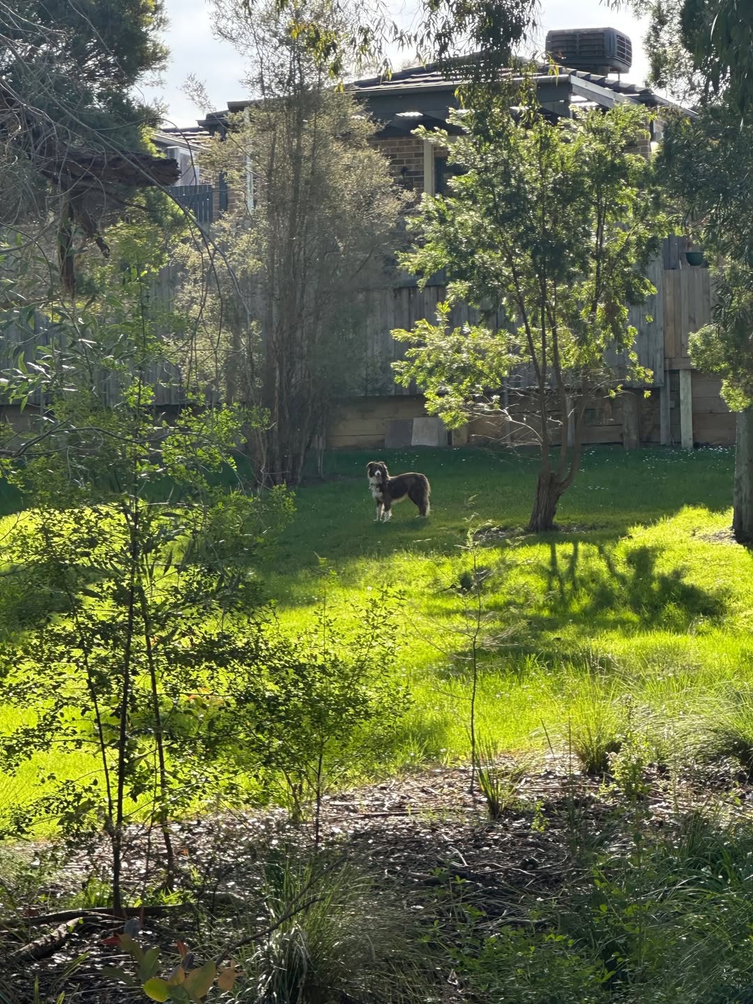 Found dog