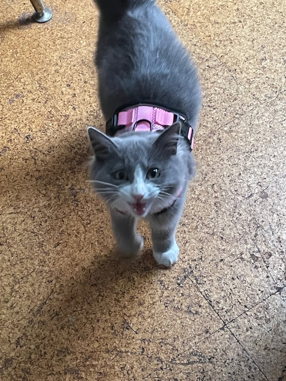 Lost Cat in Melbourne