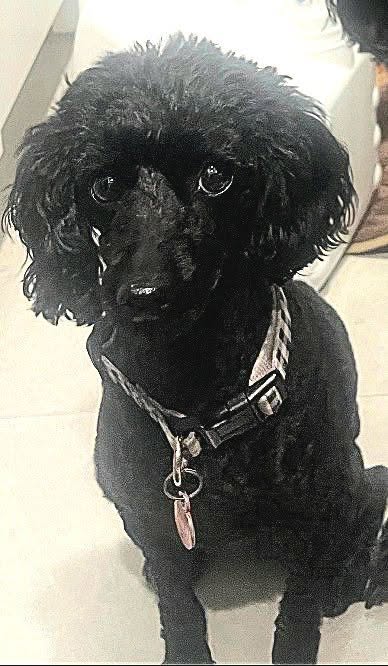 Lost Dog in Victoria