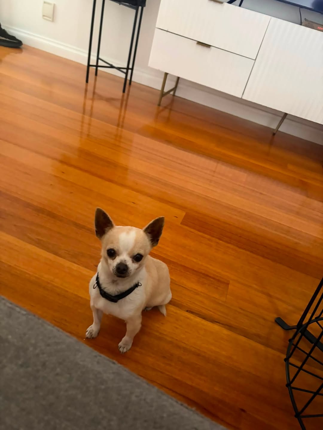 Lost Dog in Victoria