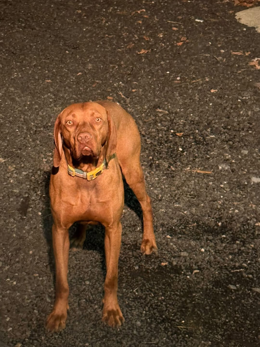 Lost Dog in Victoria