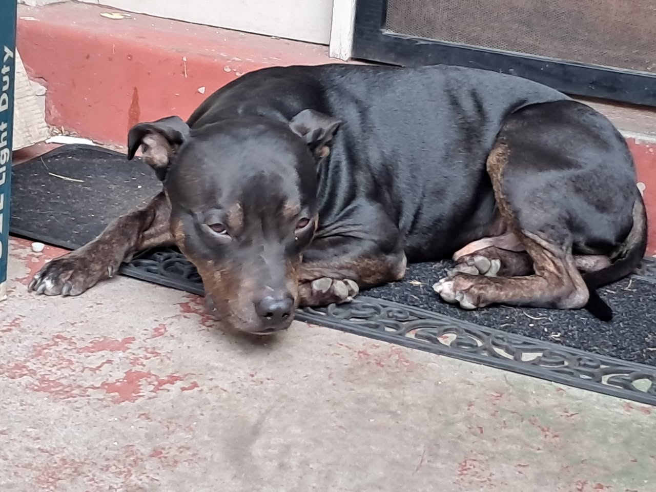 Found dog