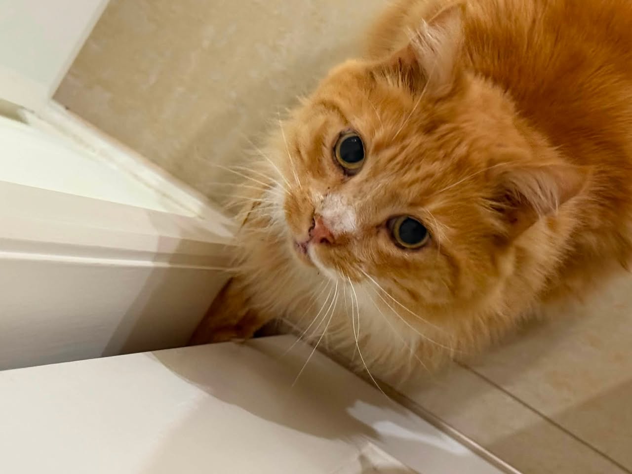 Lost Cat in Victoria