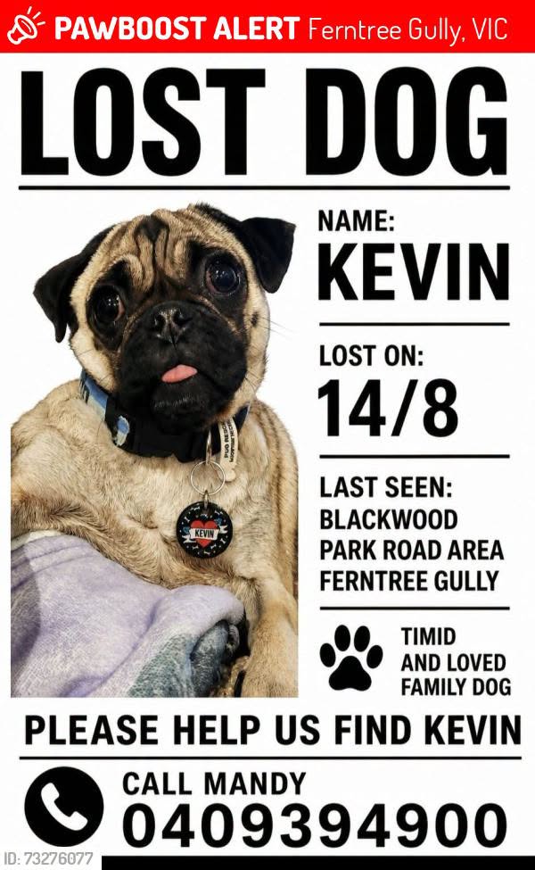 Lost Dog in Victoria
