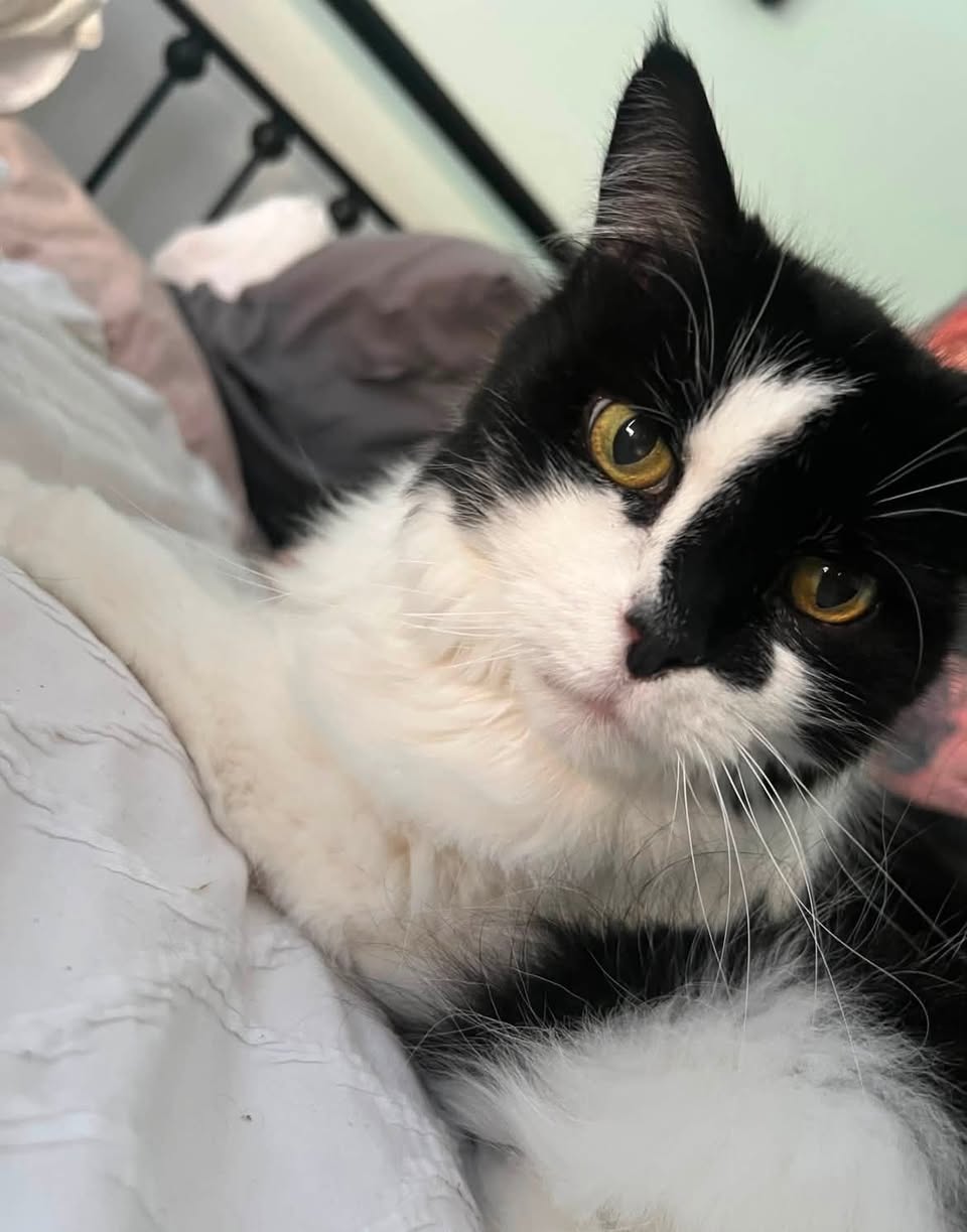 Lost Cat in Melbourne