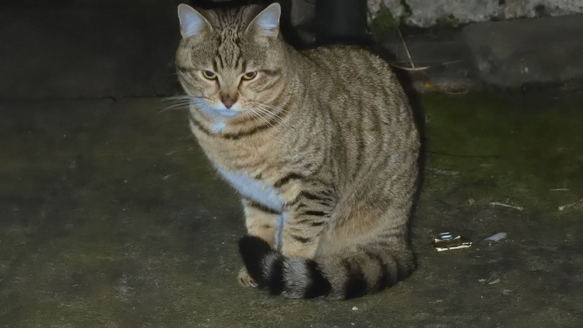 Found cat