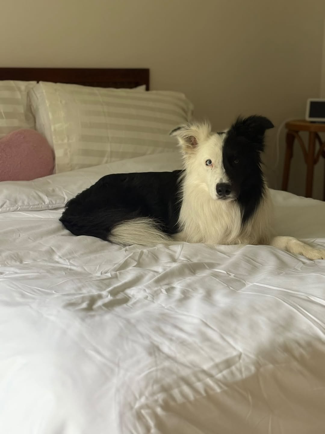 Lost Dog in Melbourne