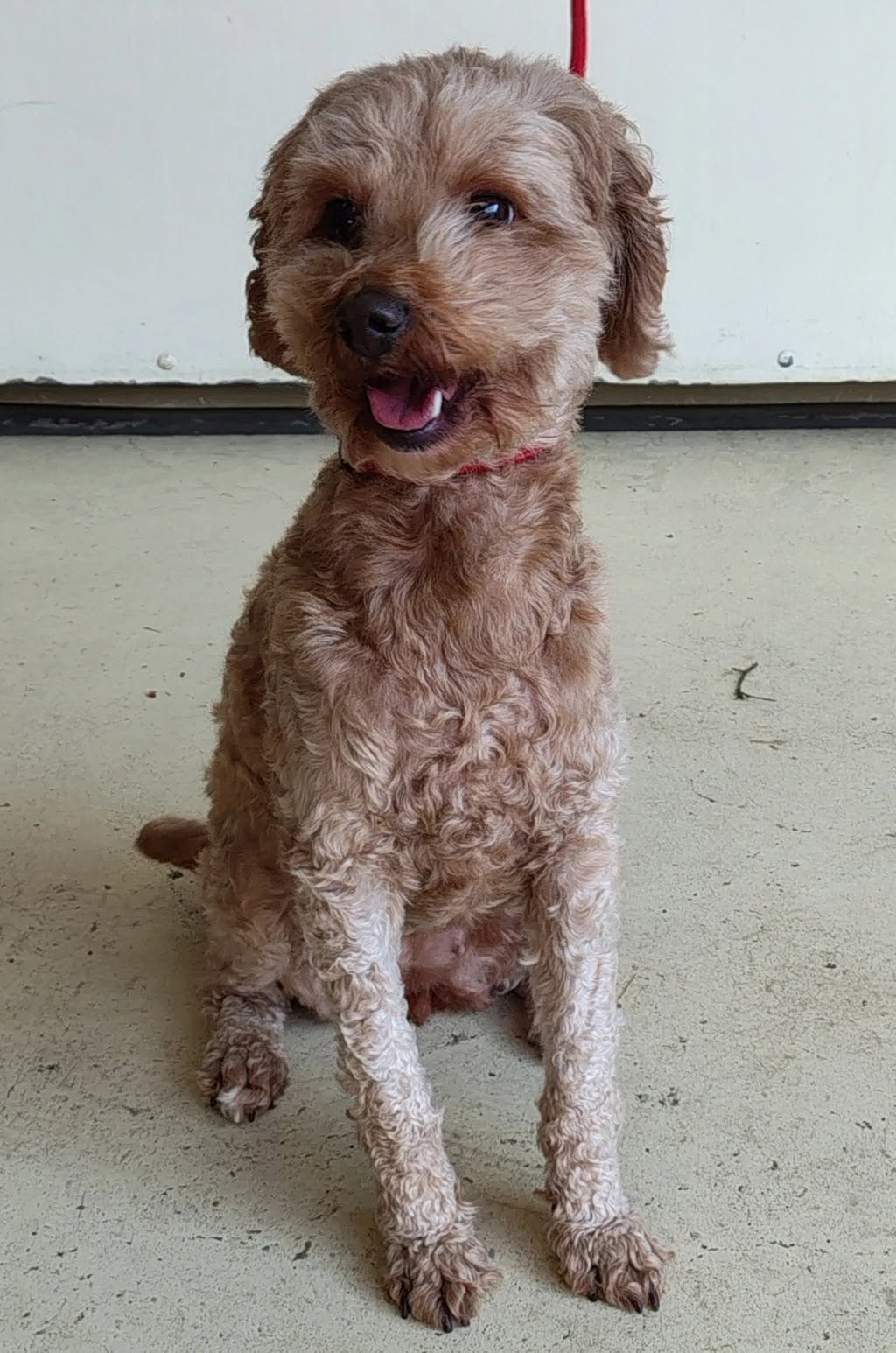 Found dog