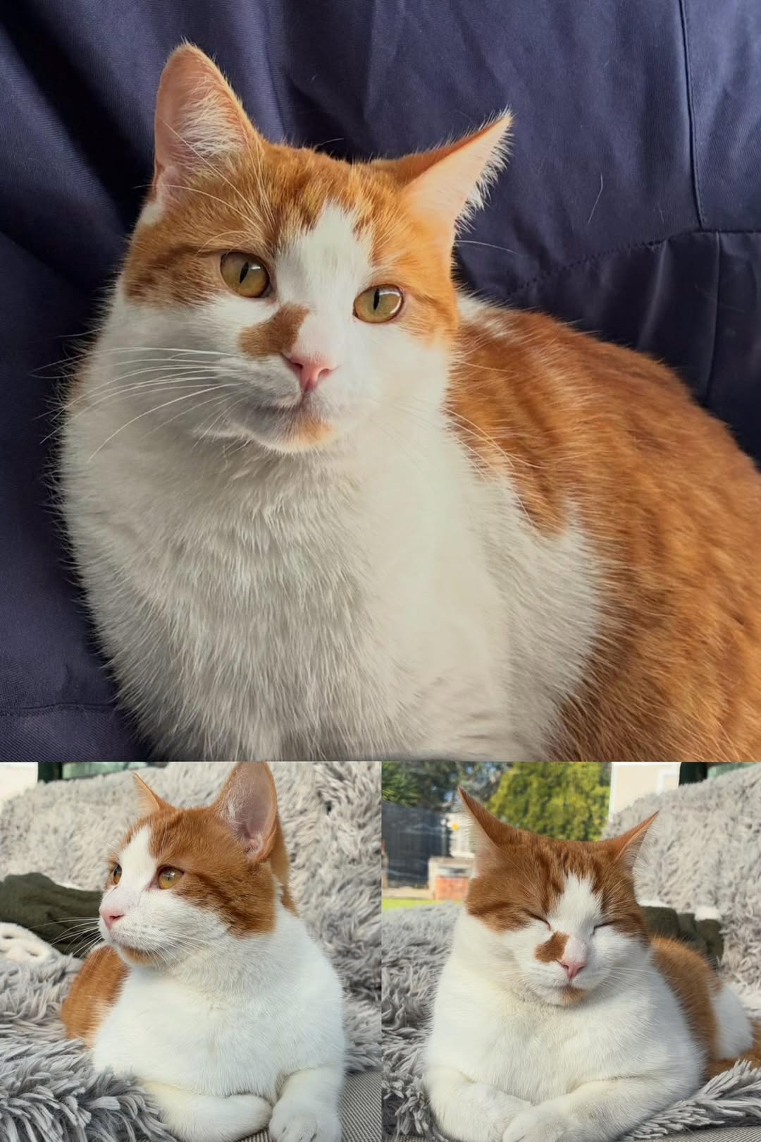 Lost Cat in Melbourne