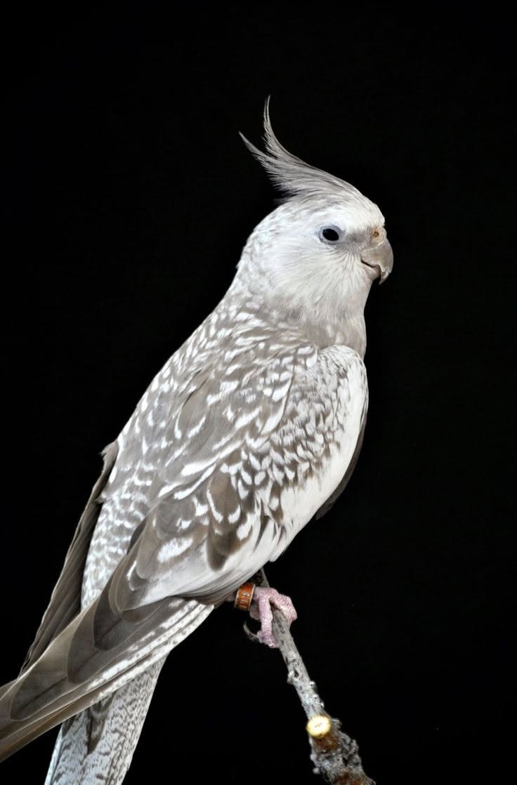 Lost Bird in Melbourne