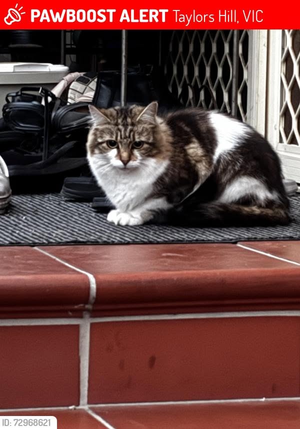 Found cat
