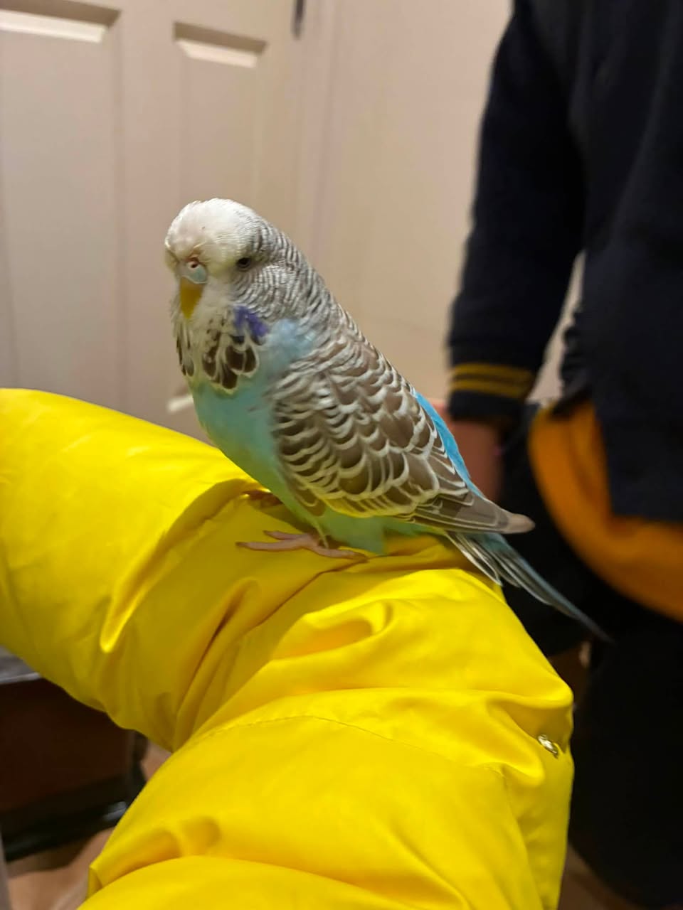 Lost Budgie in Melbourne