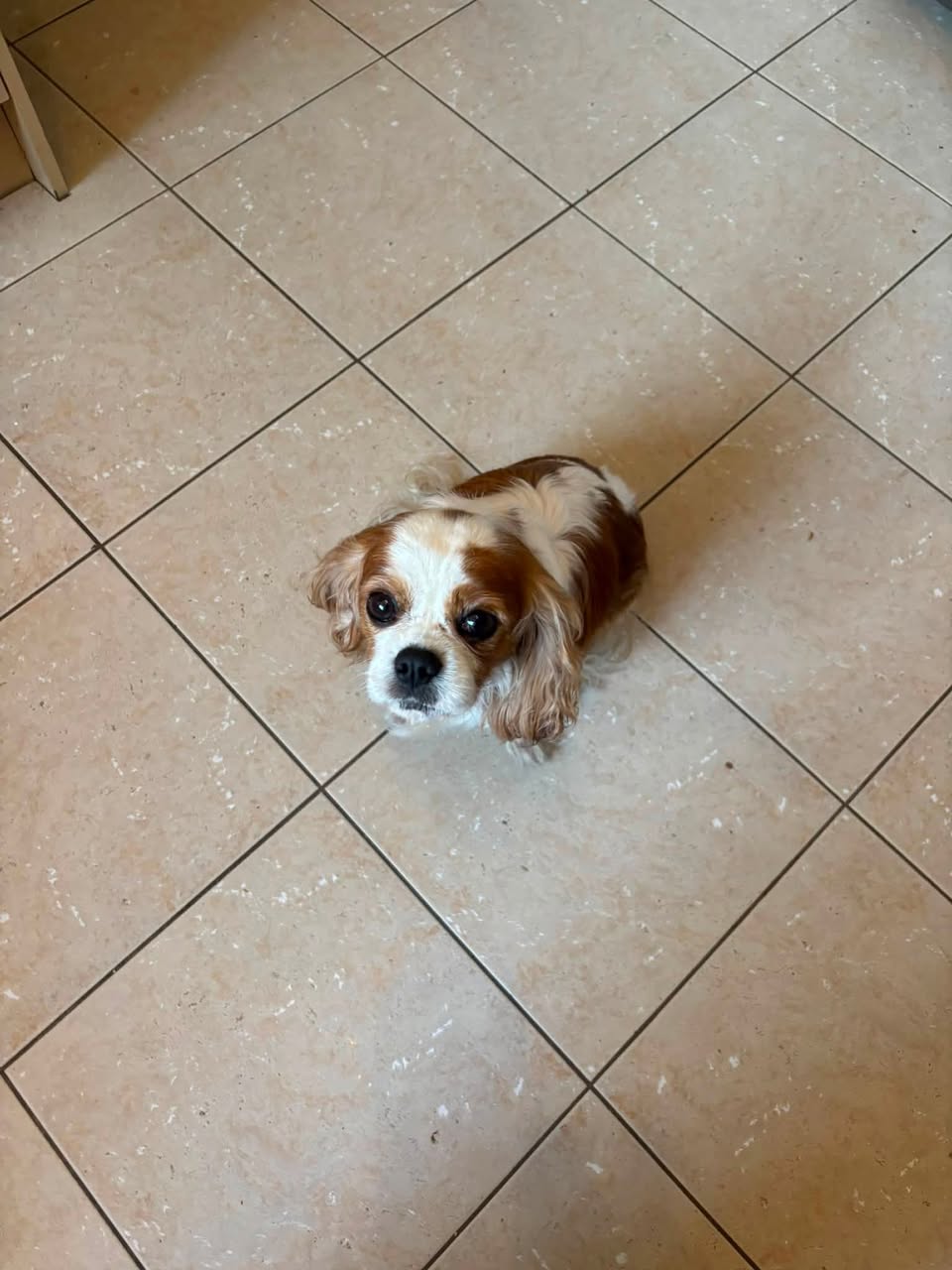 Lost dog
