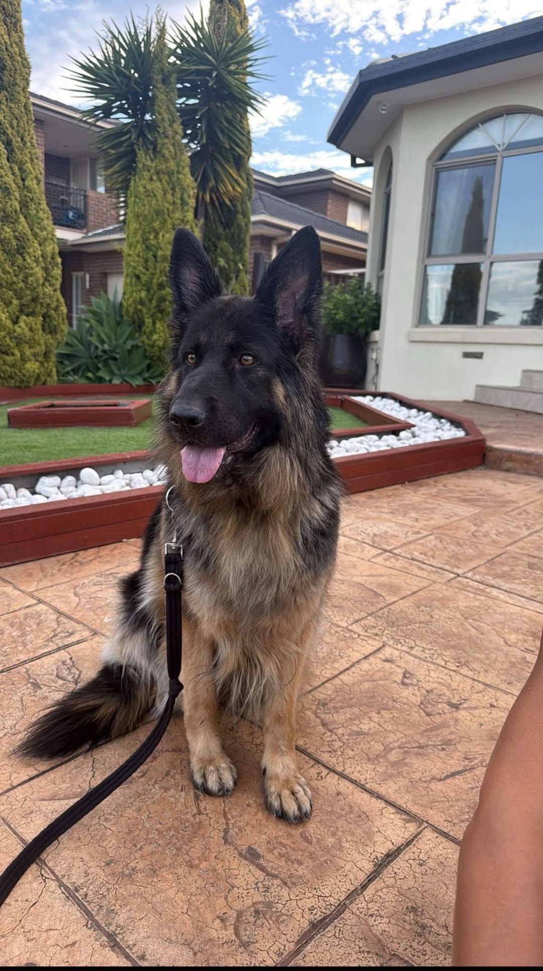 Lost Dog in Melbourne
