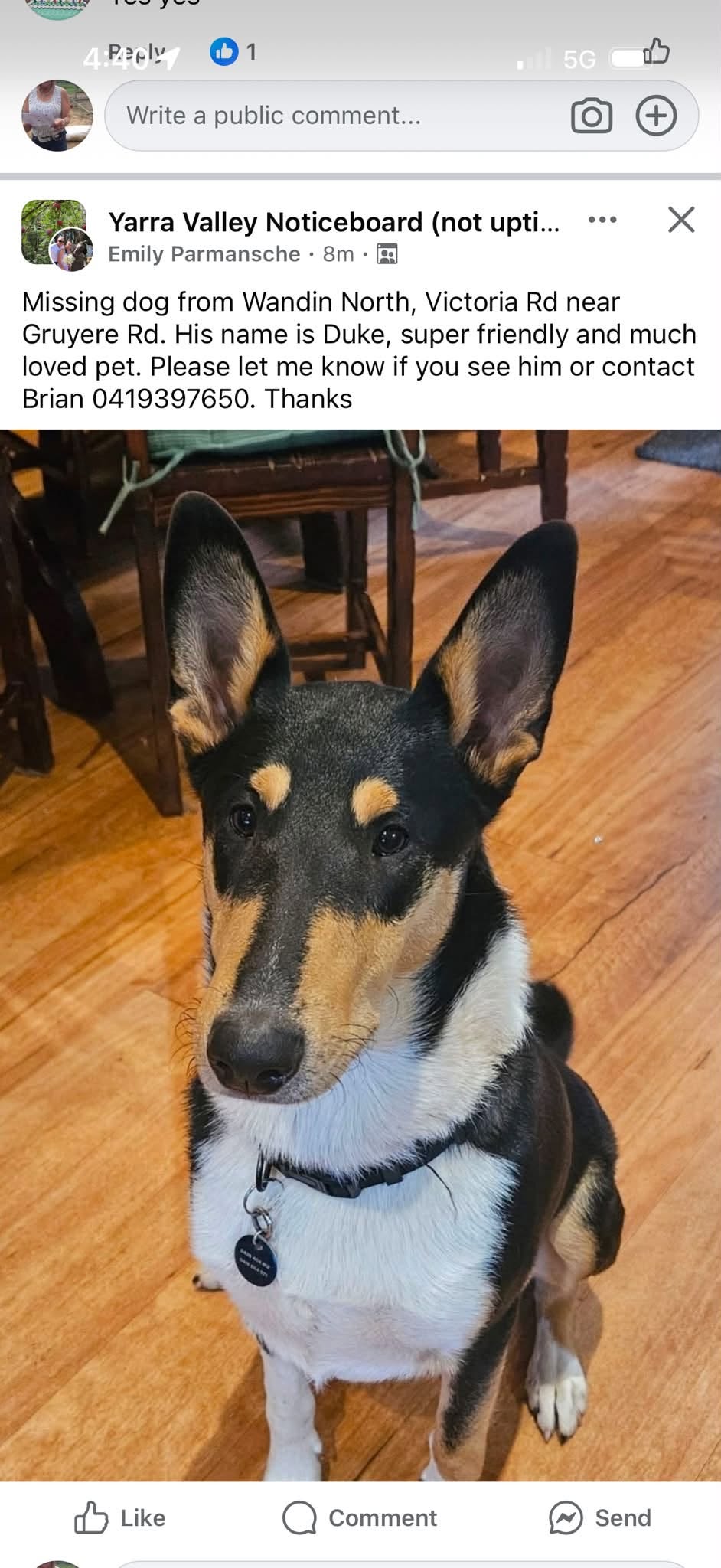 Lost Dog in Wandin North
