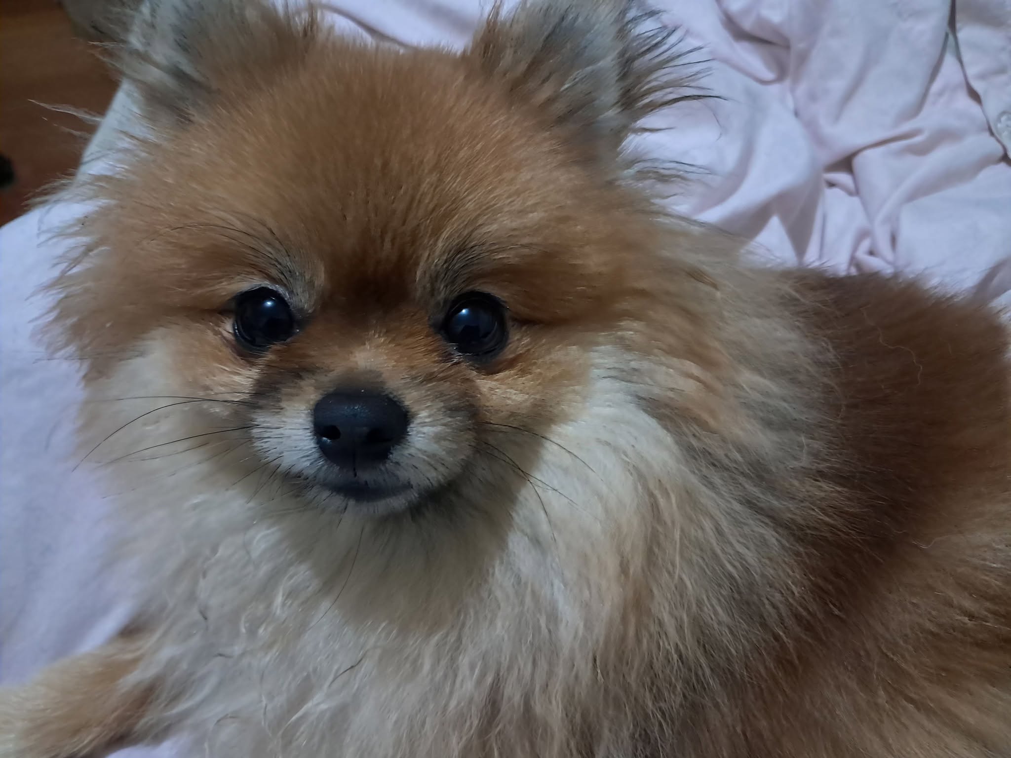 Lost Dog in Australia