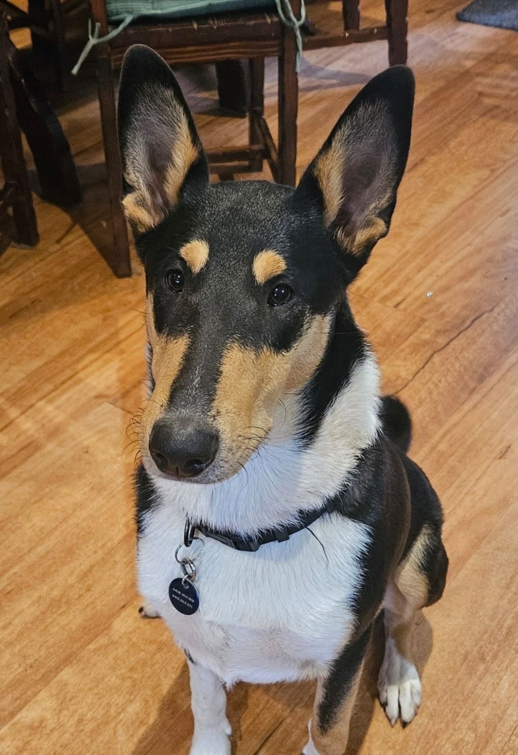 Lost Dog in Melbourne