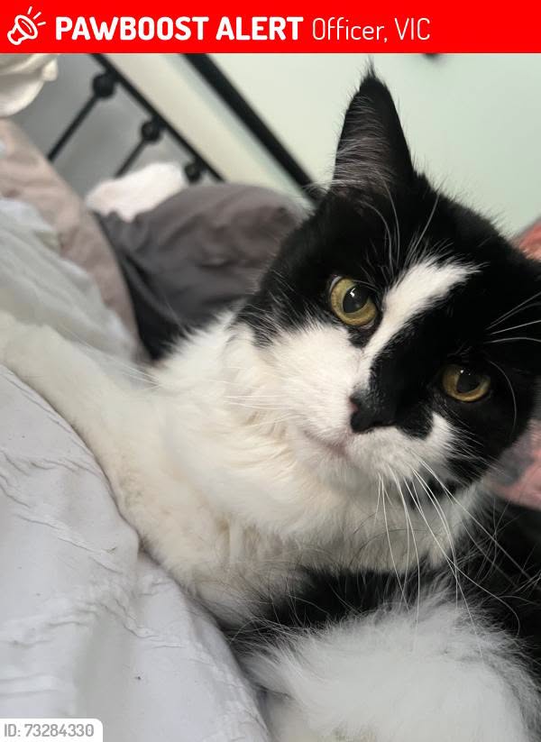 Lost Cat in Victoria