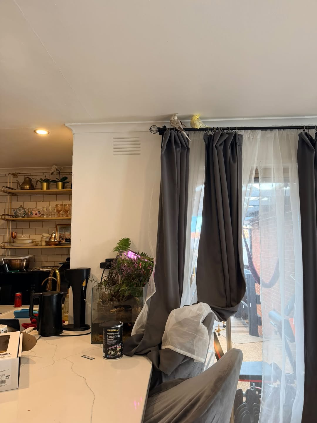Lost Bird in Hampton Park