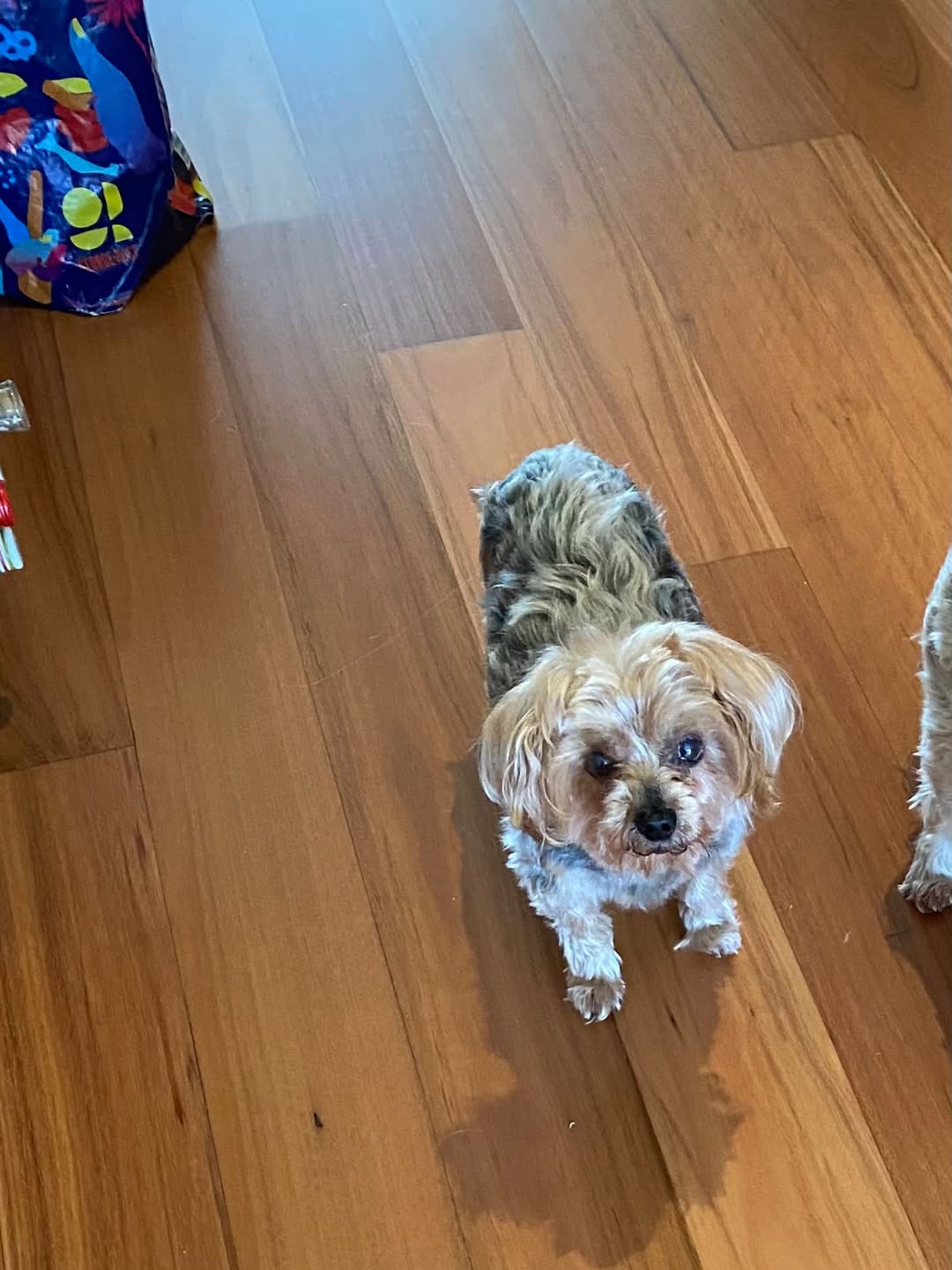 Lost Dog in Mornington