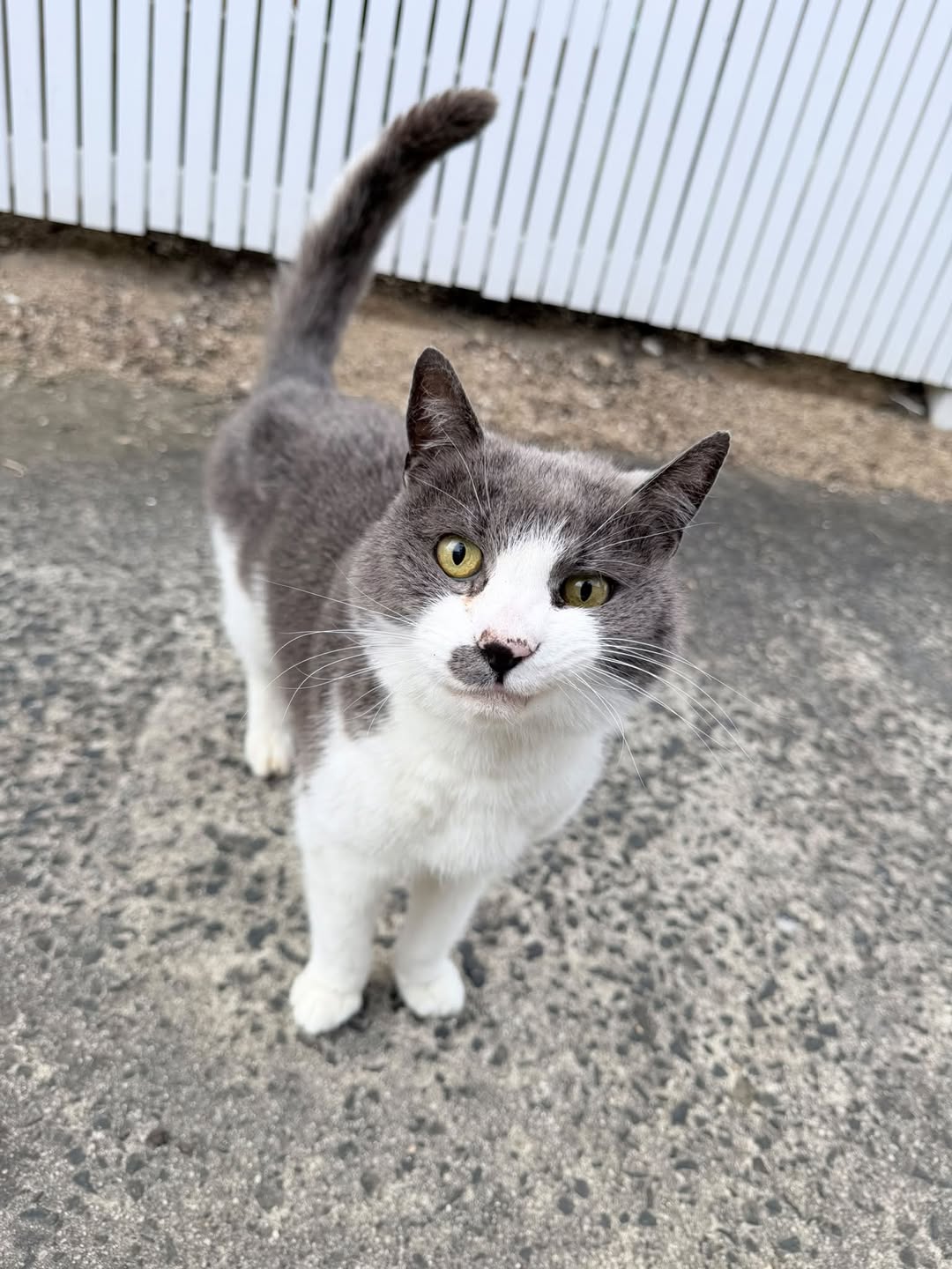 Found cat