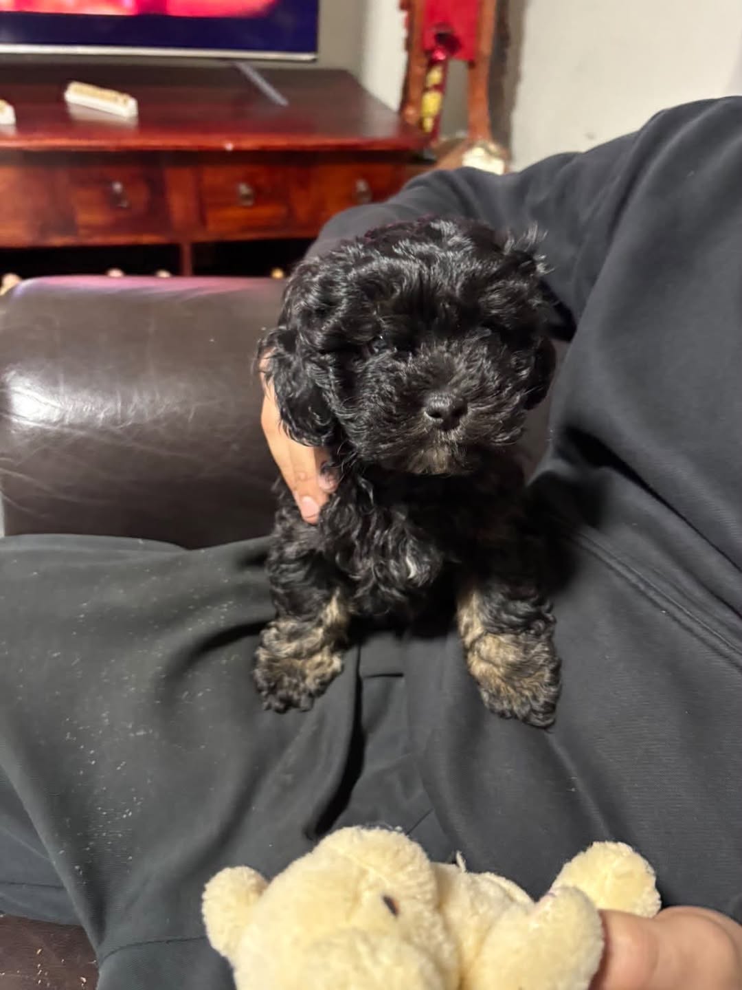 Found dog