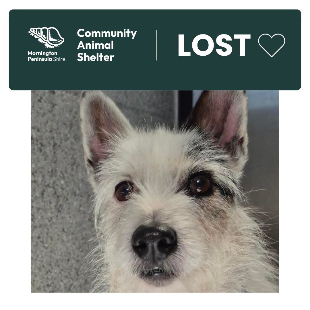 Found dog