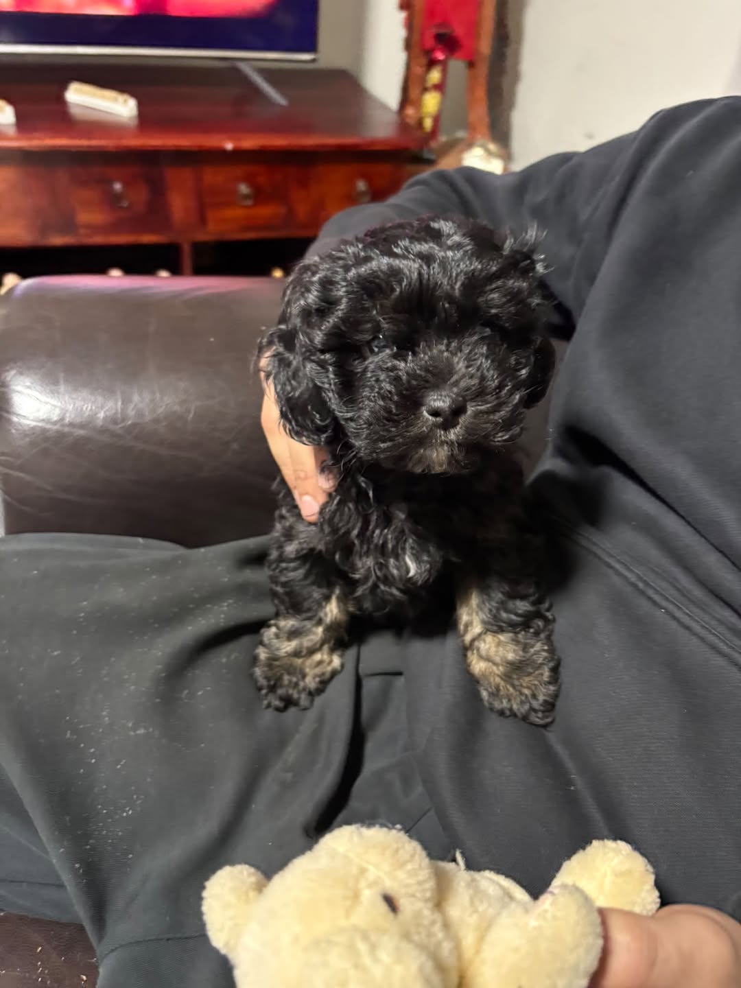 Lost Dog in Melbourne