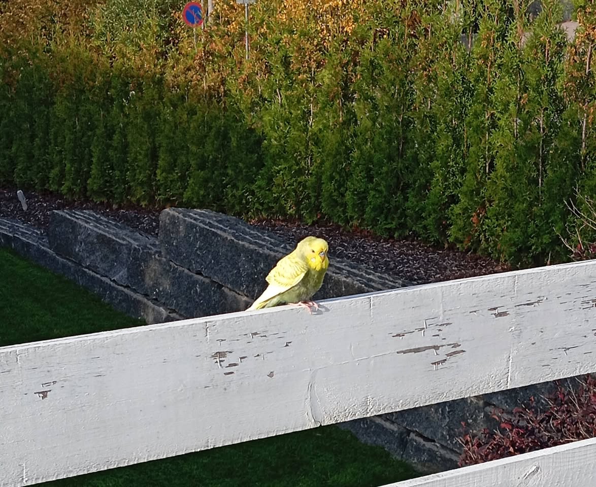 Found budgie