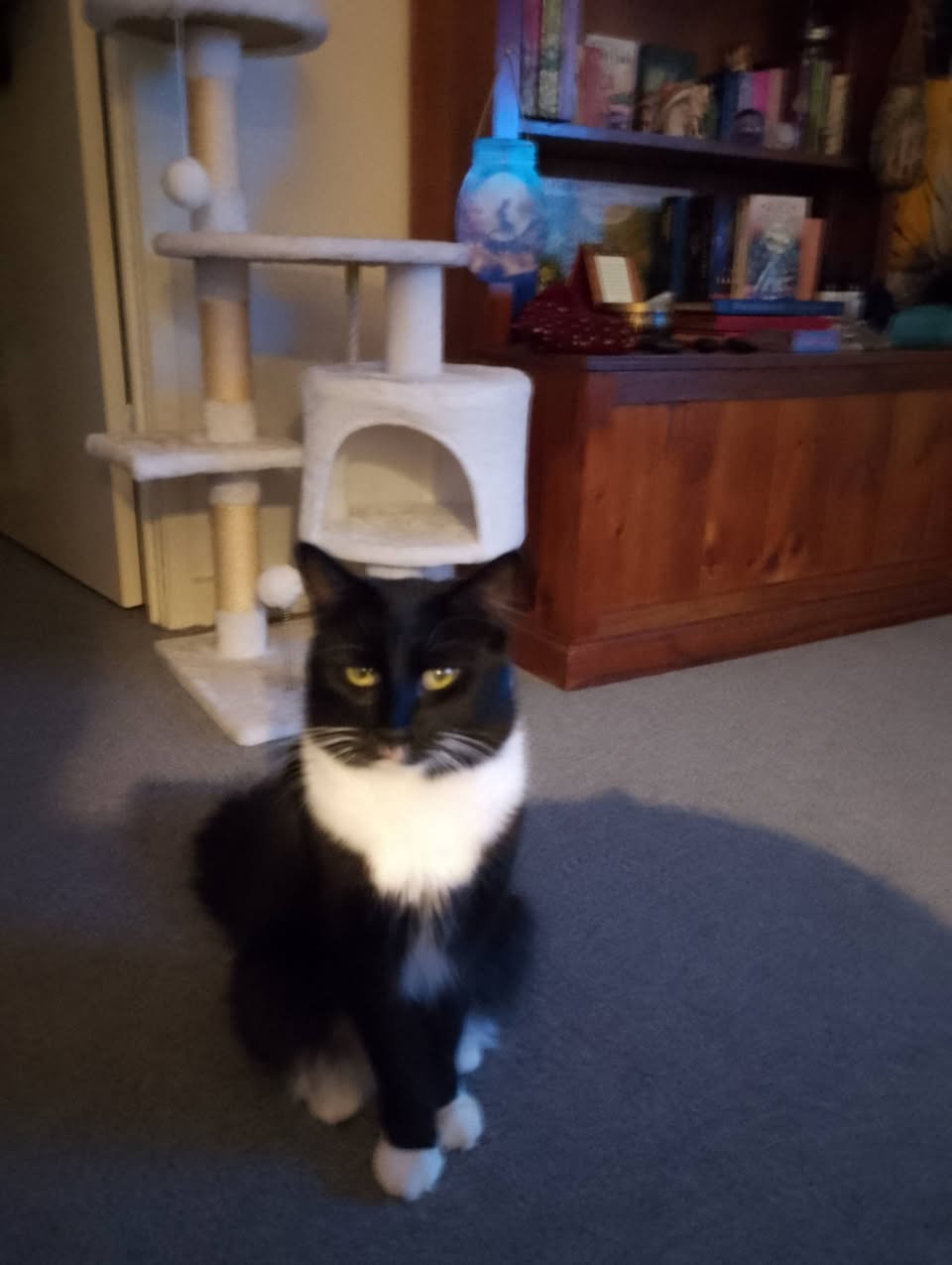 Lost Cat in Frankston
