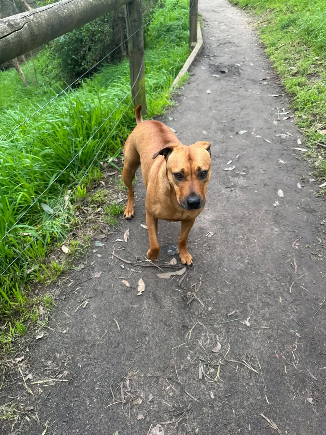Found dog
