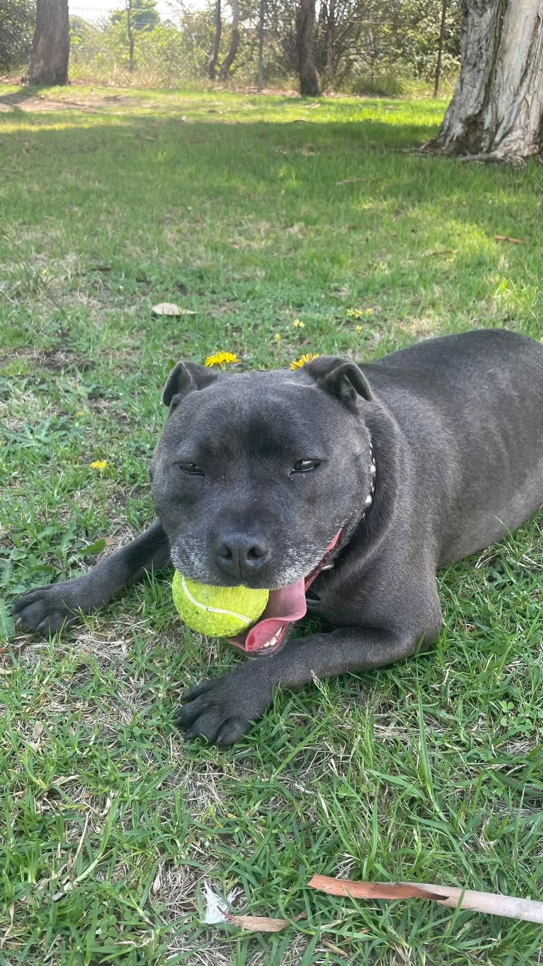 Lost Dog in Melbourne