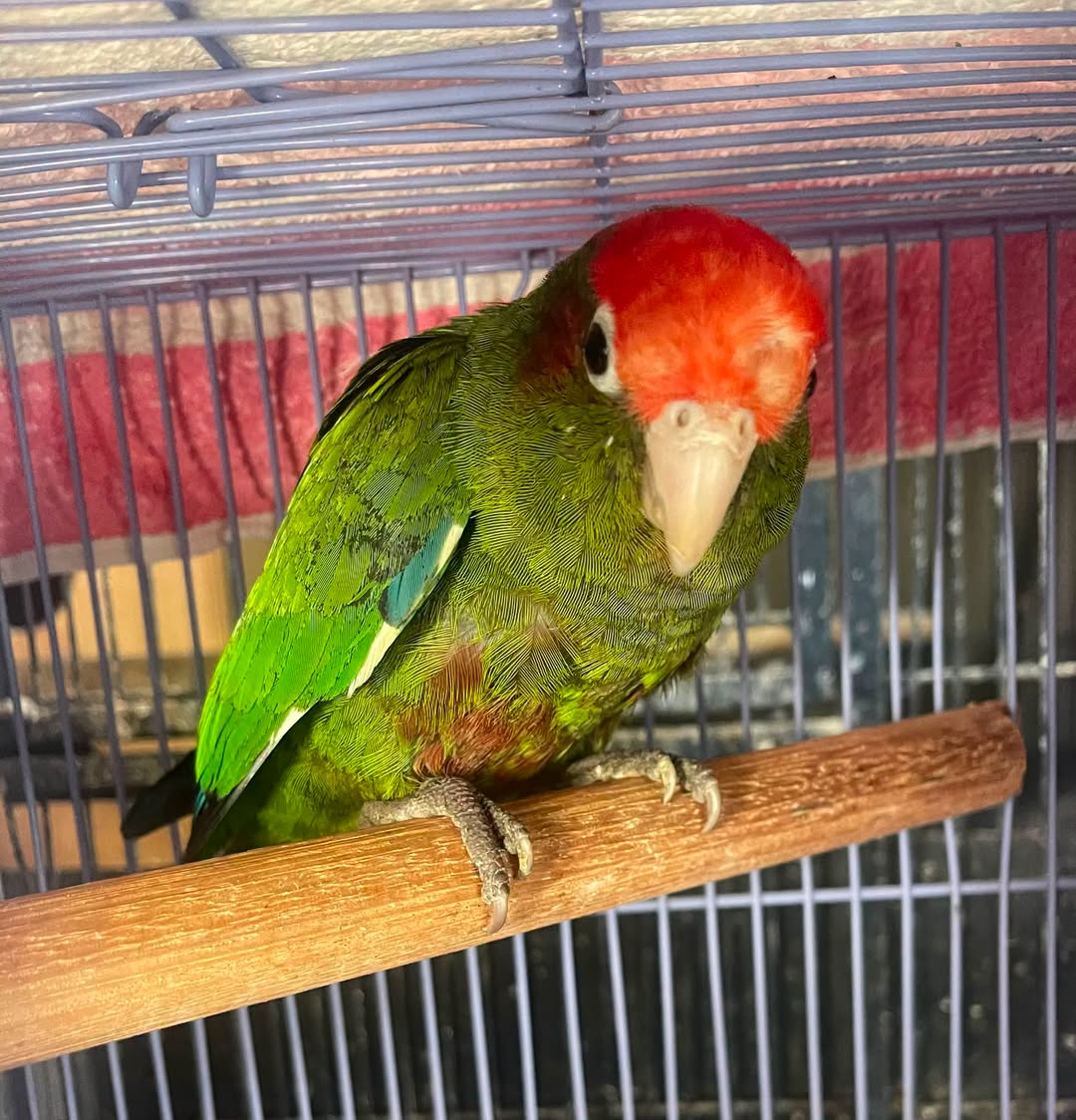 Found bird