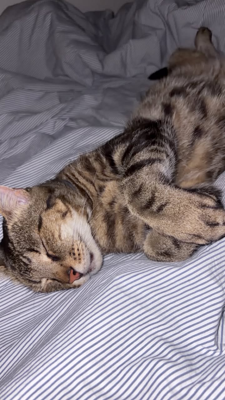 Lost Cat in Melbourne