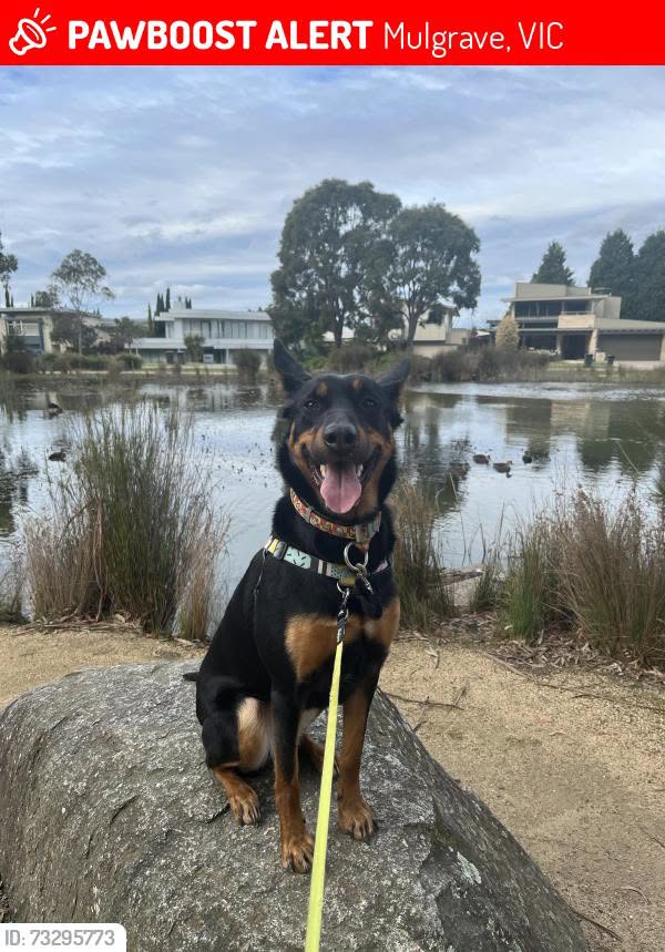 Lost Dog in Victoria