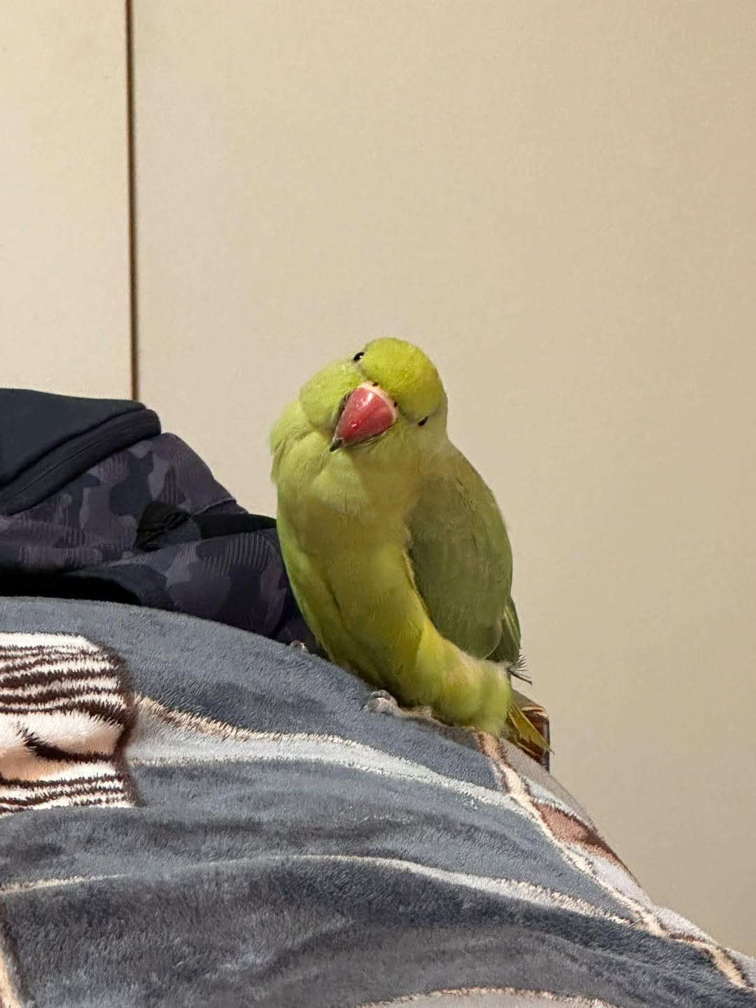 Lost Bird in Cranbourne