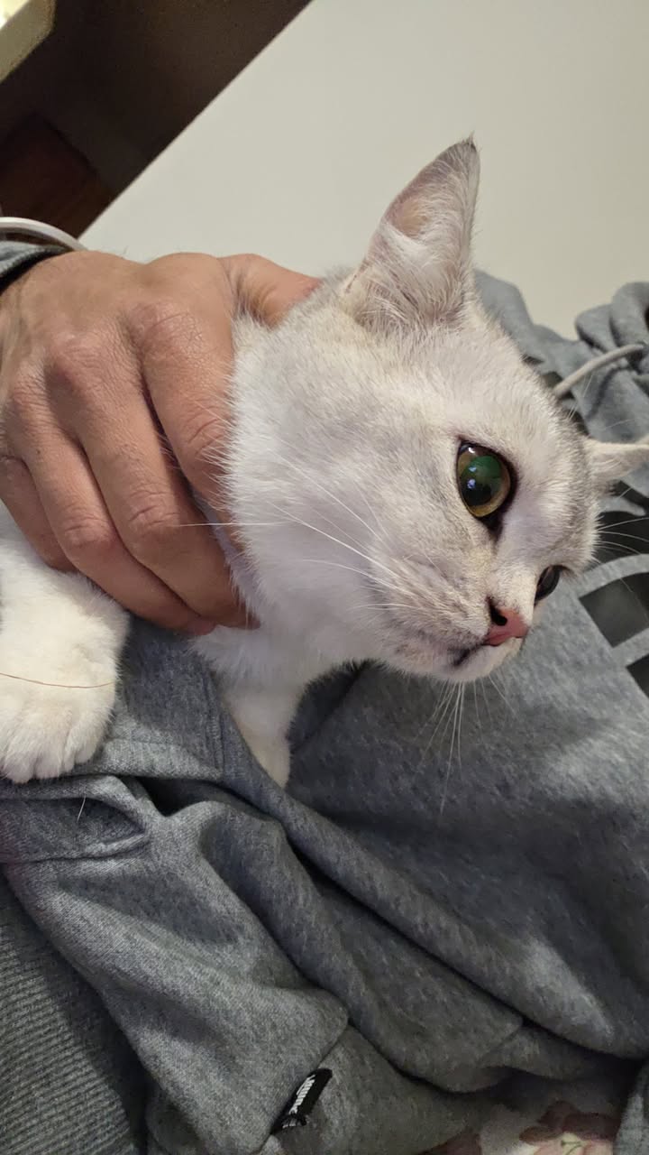 Found cat