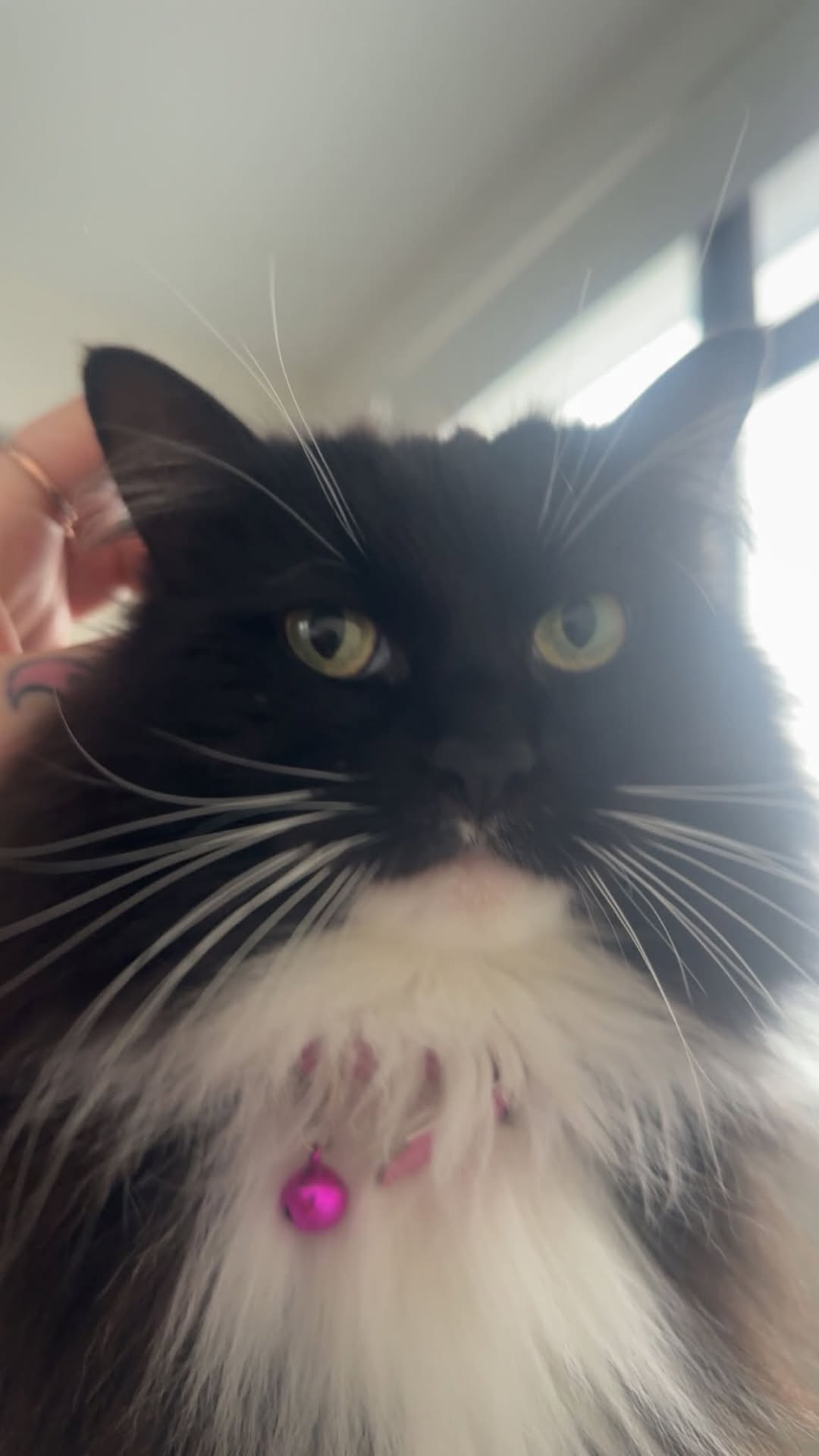 Lost Cat in Melbourne
